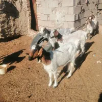 فروش تعدادی بز و بره