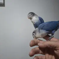 کوتوله برزیلی|پرنده|دزفول, |دیوار