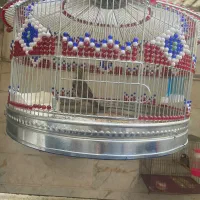 سهره خاکی با قفس قناری فنچ مرغ عشق