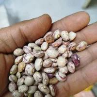 فروش لوبیا چیتی و لوبیا قرمز در خورموج