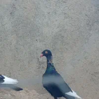 دنش|پرنده|جوین, |دیوار