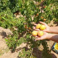 باغ ۱۰۹۰ متری قلعه سفید|فروش خانه و ویلا|اصفهان, نصرآباد|دیوار