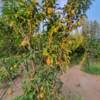 1000متر-باغ-چهار-دیواری-شده