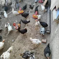 چندتا جوجه ۶ماهه رسمی ولاری به فروش میرسه|حیوانات مزرعه|اسلامشهر, مطهری|دیوار