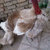 بوقلمون گوشتی