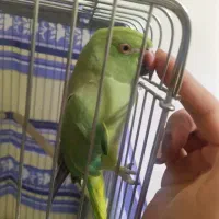 طوطی ملنگو|پرنده|فردیس, شهرک گلها|دیوار