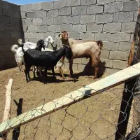 نری بزری درجه یک وچندتا بز شیری داشتی درارزوئیه