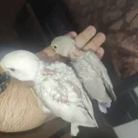 کوتوله برزیلی سرلاکی|پرنده|مرودشت, دولت آباد|دیوار