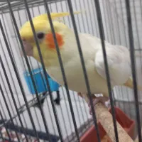 عروس هلندی سخنگو|پرنده|قنوات, |دیوار