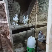 تخم نطفه دار برهما لایت و بوف
