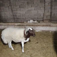 فروش یک راس بره نر 9ماهه تخمی