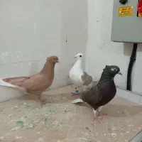 کبوتر گراف و دم سفید