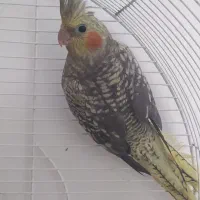 فروش عروس هلندی