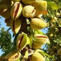 تولید نهال بادام منقا رقم کاغذی