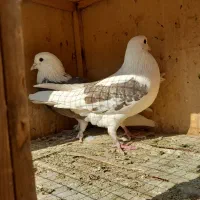 کبوتر معاوضه با سهره