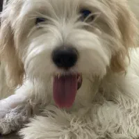 واگذاری سگ شیتزو|سگ|مبارکه, |دیوار