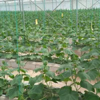 نیازمند کارگر برای گلخانه خیار و گوجه