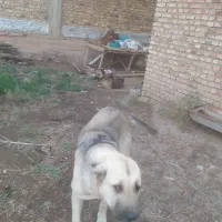 سگ عراقی ماده|سگ|مرند, |دیوار