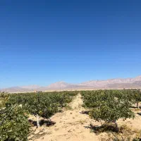باغ پسته|فروش زمین و ملک کلنگی|تهران, شهرآرا|دیوار