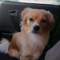 واگذار رایگان مادر وتوله|سگ|کرمان, |دیوار