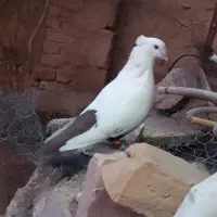 نر دمبی  عروسک