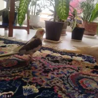 عروس هلندی نر و ماده