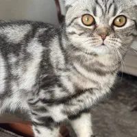 خوشگل پسر اسکاتیش|گربه|پردیس, فاز ۲|دیوار