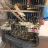 4 تا عروس هلندی مولد و دستی