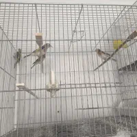 سهره ماده|پرنده|اسلامشهر, شهرک امام حسین (میان آباد)|دیوار