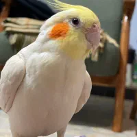 عروس هلندی پیداشده