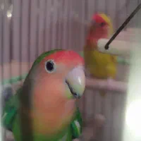 کوتوله برزیلی|پرنده|شیراز, فاضل|دیوار