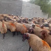 گوسفند و بره بز و تی بز|حیوانات مزرعه|خرمآباد, |دیوار