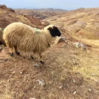 گوسفندداشتی وچاق|حیوانات مزرعه|پلدختر, |دیوار