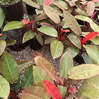 گل اپارتمانی|خدمات باغبانی و درختکاری|فلاورجان, |دیوار