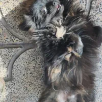 سگ پامرین|سگ|بم, |دیوار