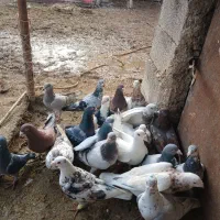 کفتر دو رگ آلمانی