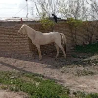 اسب یورقه
