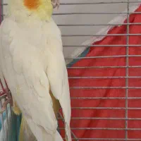 عروس هلندی|پرنده|مشهد, فاطمیه|دیوار