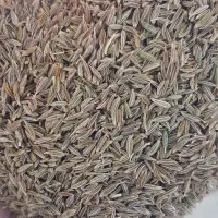 بذر کرابیه درجه یک