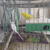 یک جفت مرغ عشق با قفس وسایل