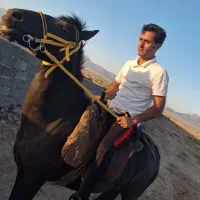 فروش اسب ۴ سال کشش خورده ۵ماه خیلی آرام