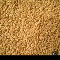 گندم پیشگام