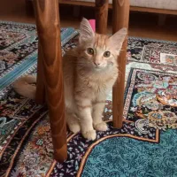 گربه|گربه|تالش, هشتپر|دیوار