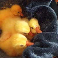 جوجه قوغاز|حیوانات مزرعه|زابل, |دیوار