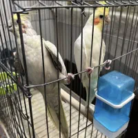 عروس هلندی مولد|پرنده|تهران, بازار|دیوار