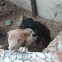 سگ آمریکن پیتبول توله|سگ|شیراز, شریف‌آباد|دیوار