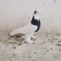 کبوتر معاوضه