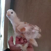 فروش جوجه برهما ودیلگونی|حیوانات مزرعه|دهدشت, |دیوار