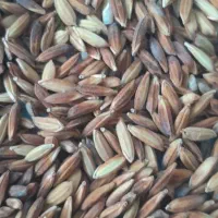 شلتوک تیلکی درجه یک