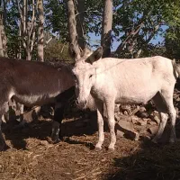 مادیان والاغ گوسفندی|اسب و تجهیزات اسبسواری|فاضل آباد, |دیوار